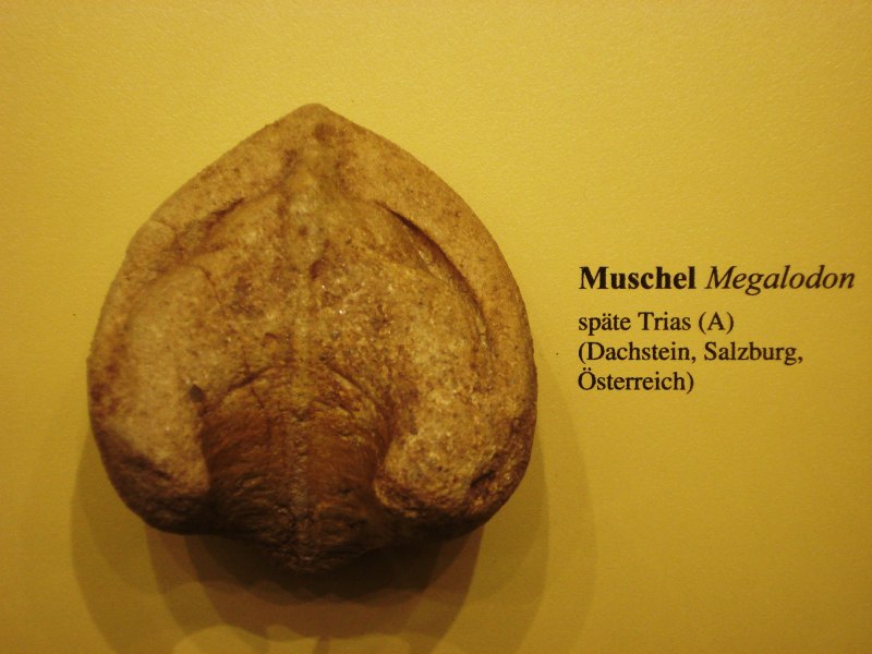 МЕГАЛОДОН (двустворчатый моллюск)