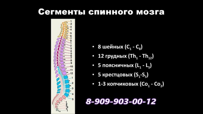 Сегменты s2 s3 спинного мозга-