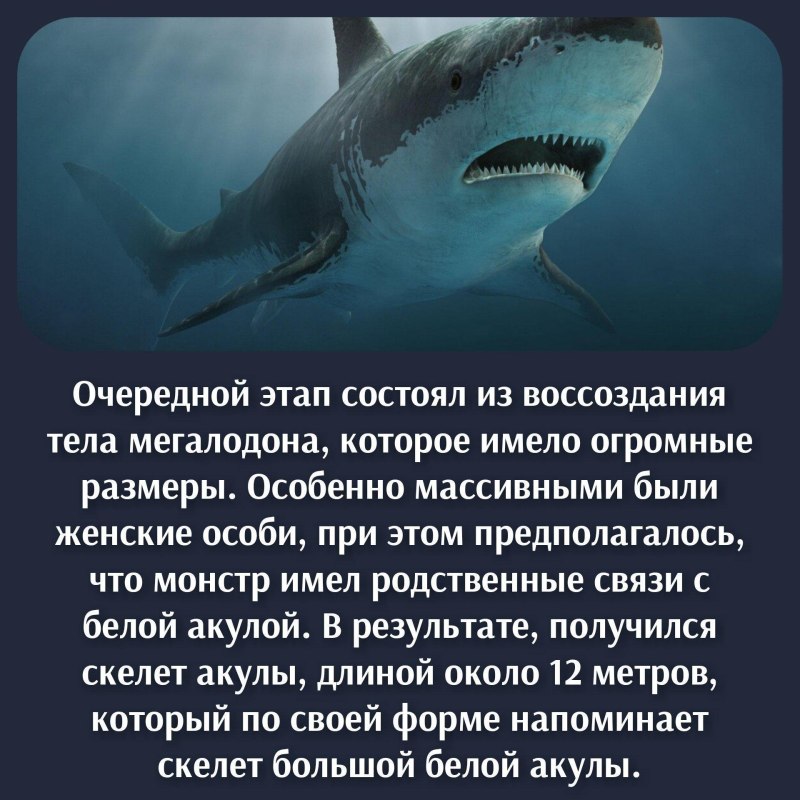 МЕГАЛОДОН хотят воссоздать?