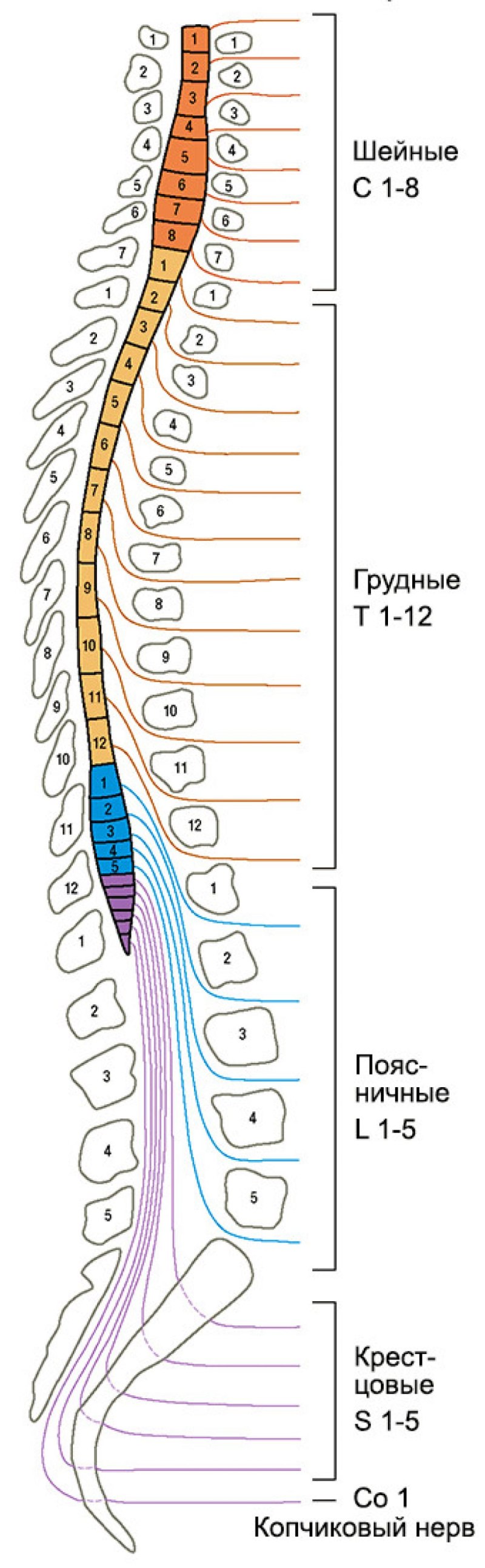 Отделы сегменты спинного мозга корешки