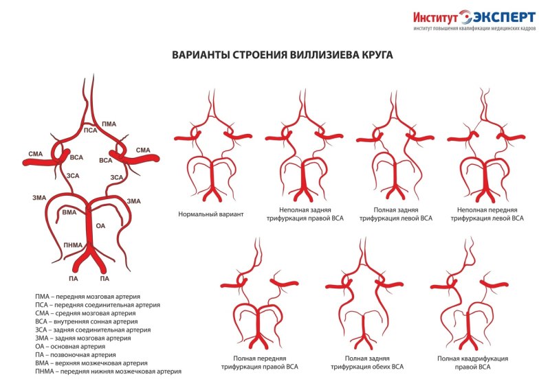 Сегменты артерий Виллизиева круга