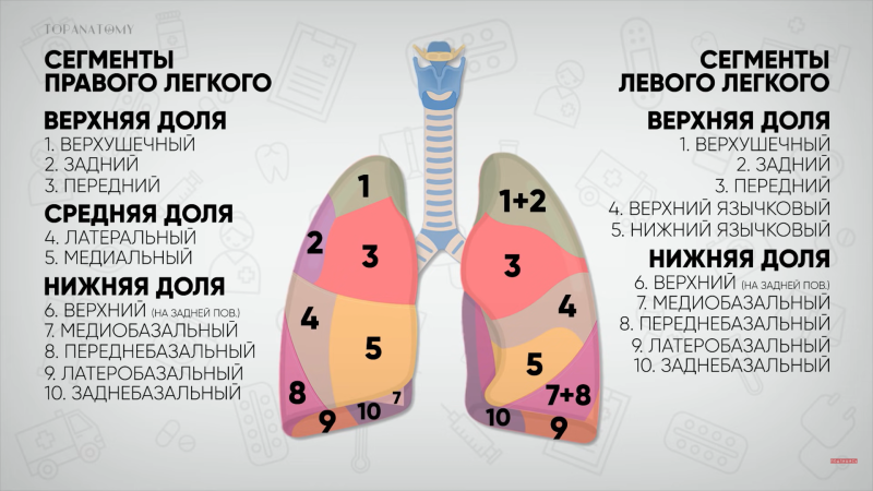 Доли и сегменты левого легкого