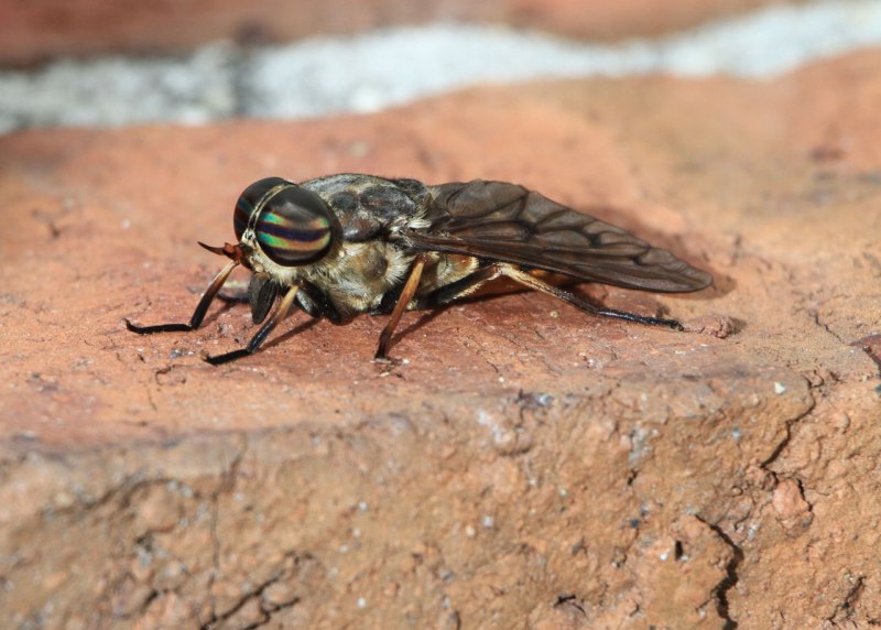 Семейство слепни (Tabanidae)