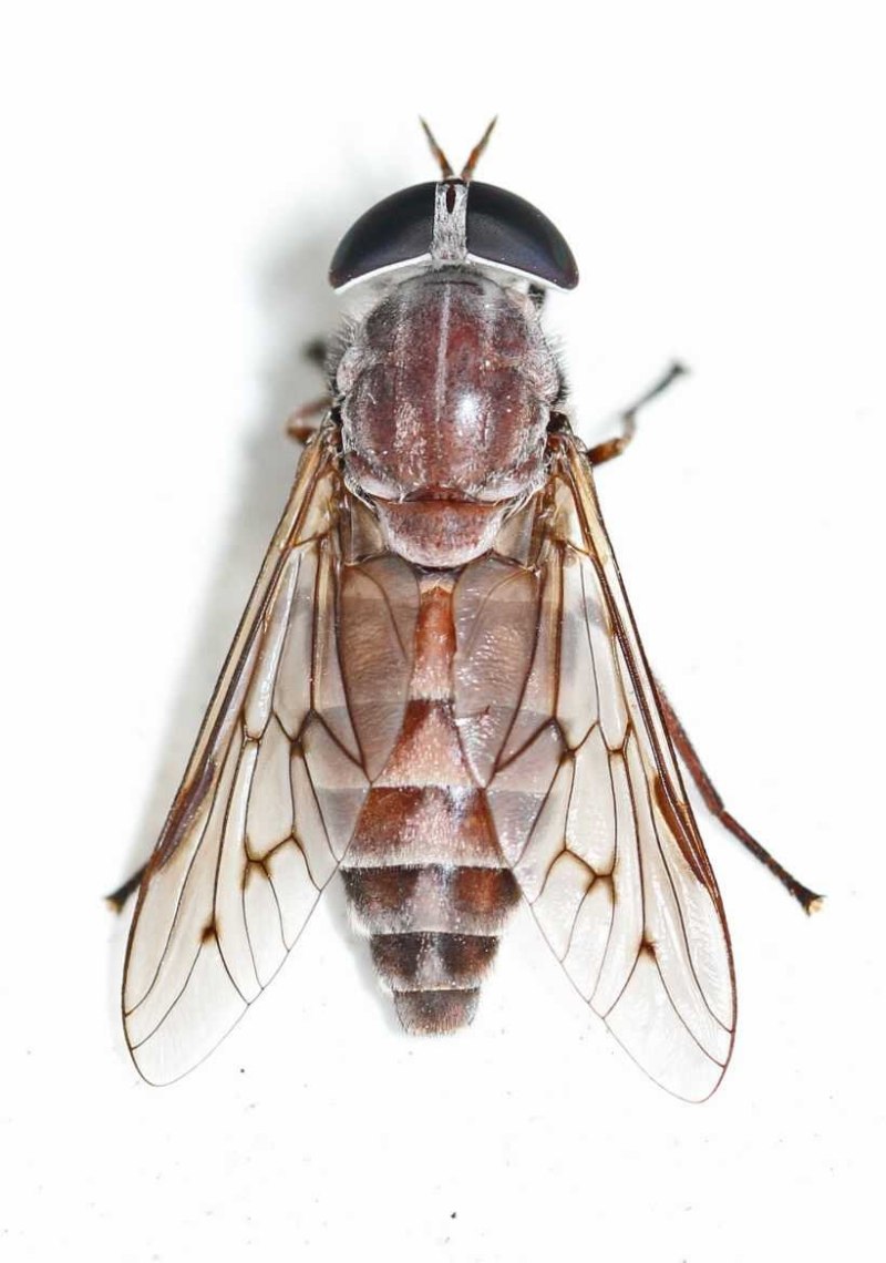 Слепень Tabanus bovinus