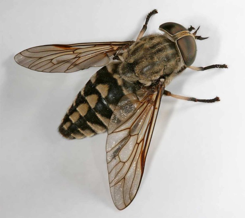 Слепень Tabanus