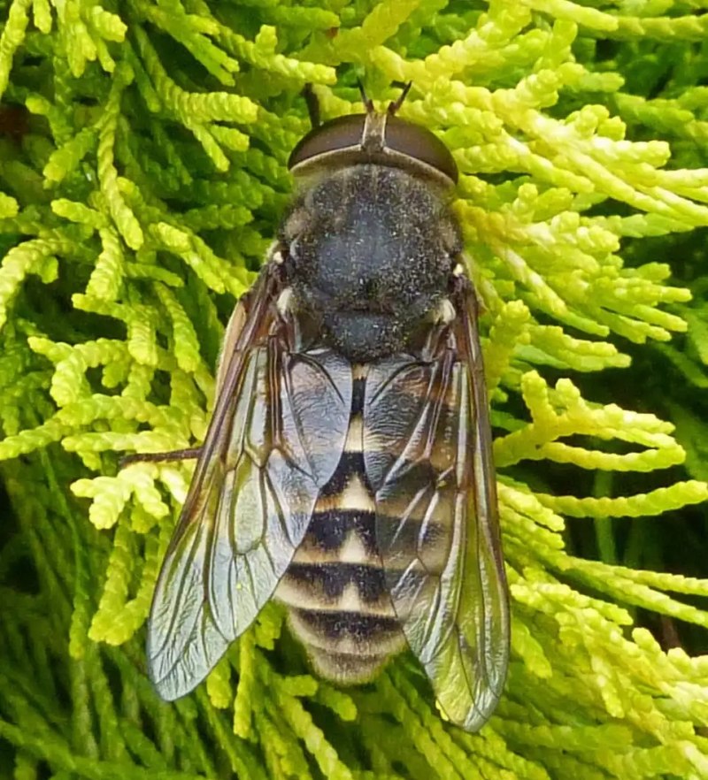 Слепень Tabanus