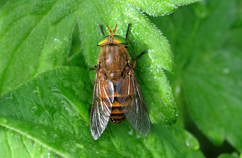 Слепни (Tabanidae)