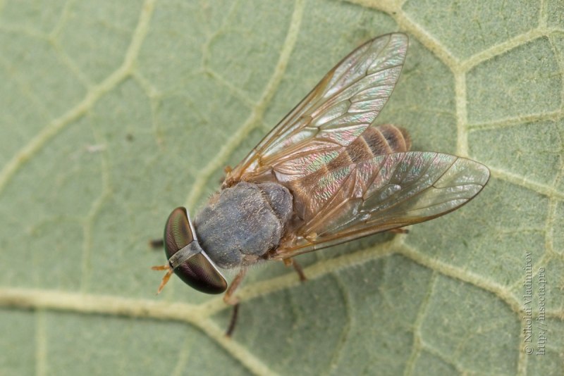 Слепни (Tabanidae)