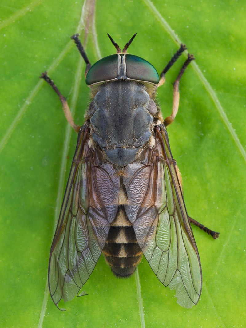 Tabanus sudeticus