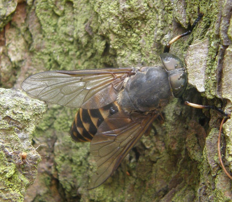 Слепень бычий-Tabanus bovinus Linnaeus,1758