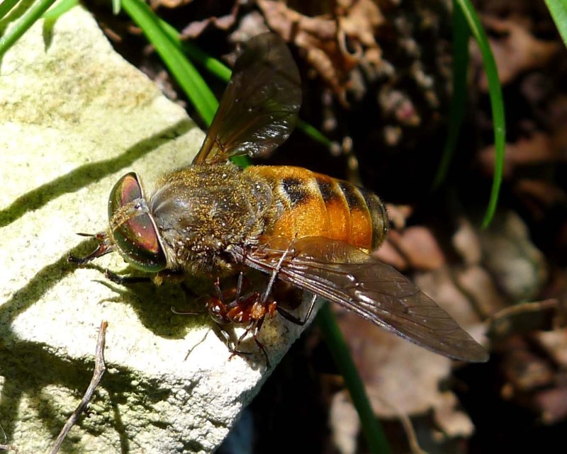 Слепень полуденный Hybomitra bimaculata