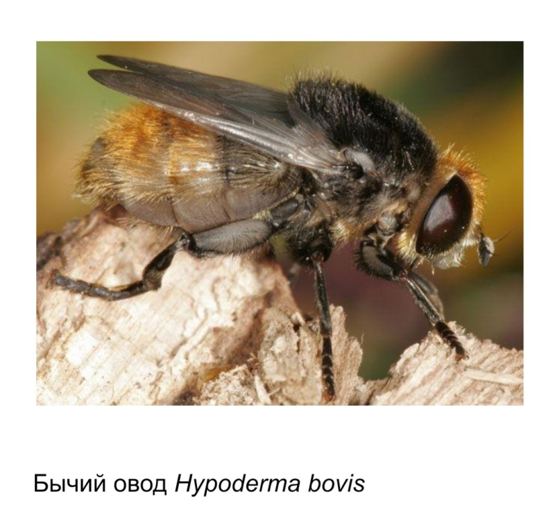 Овод Hypoderma