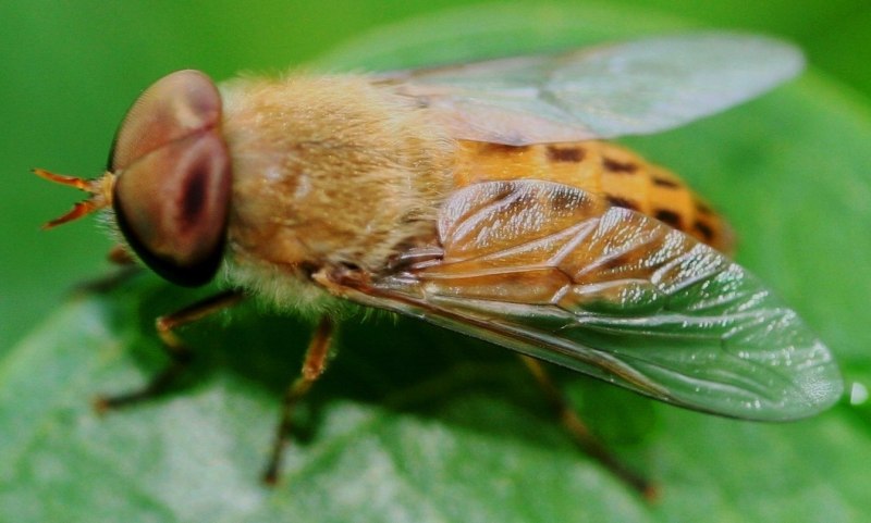Слепень бычий Tabanus bovinus
