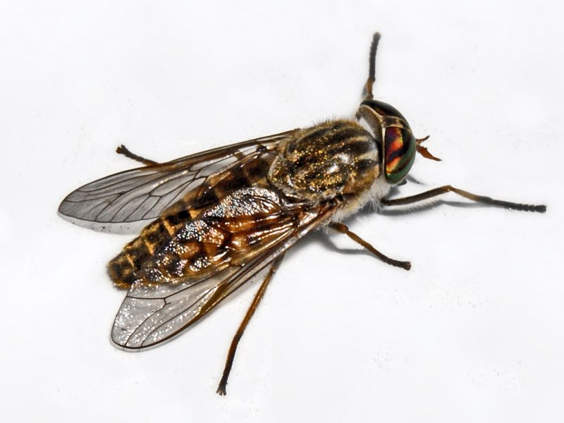 Слепни (Tabanidae)