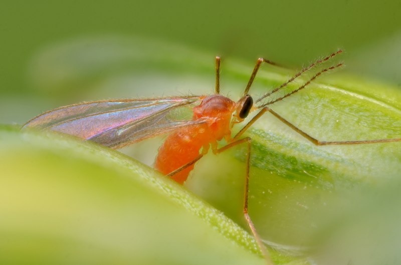 Оранжевой зерновой галлицей Sitodiplosis mosellana (Gehin).