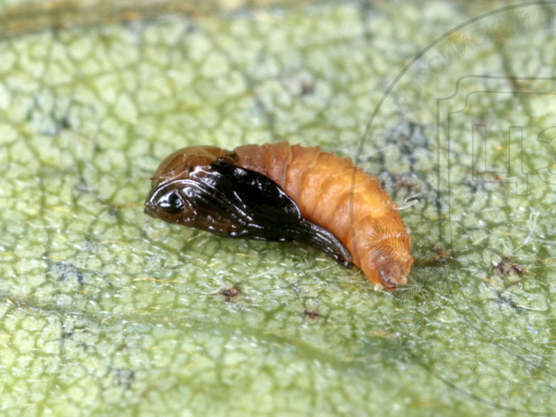Obolodiplosis robiniae