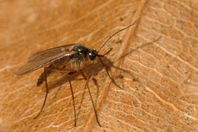 Aphidoletes aphidimyza