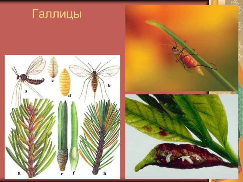 Равнокрылые галлицы