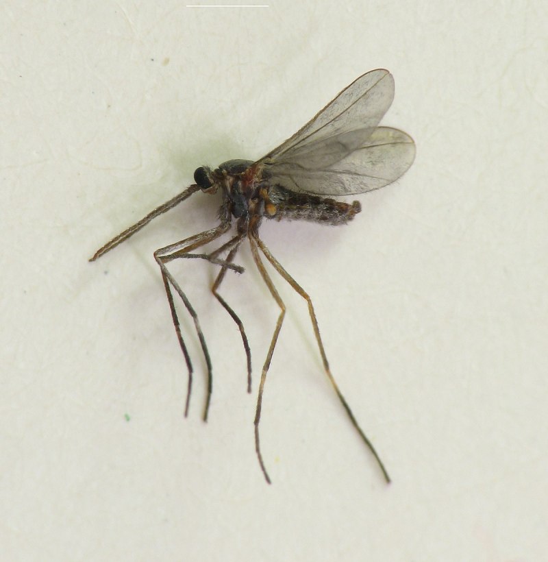 Asphondylia SP.