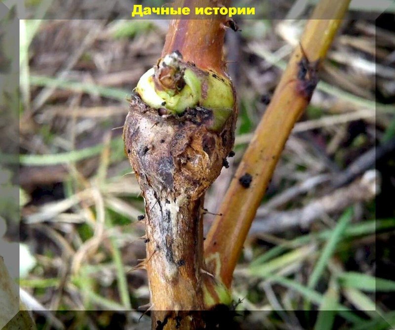 Стеблевая галлица