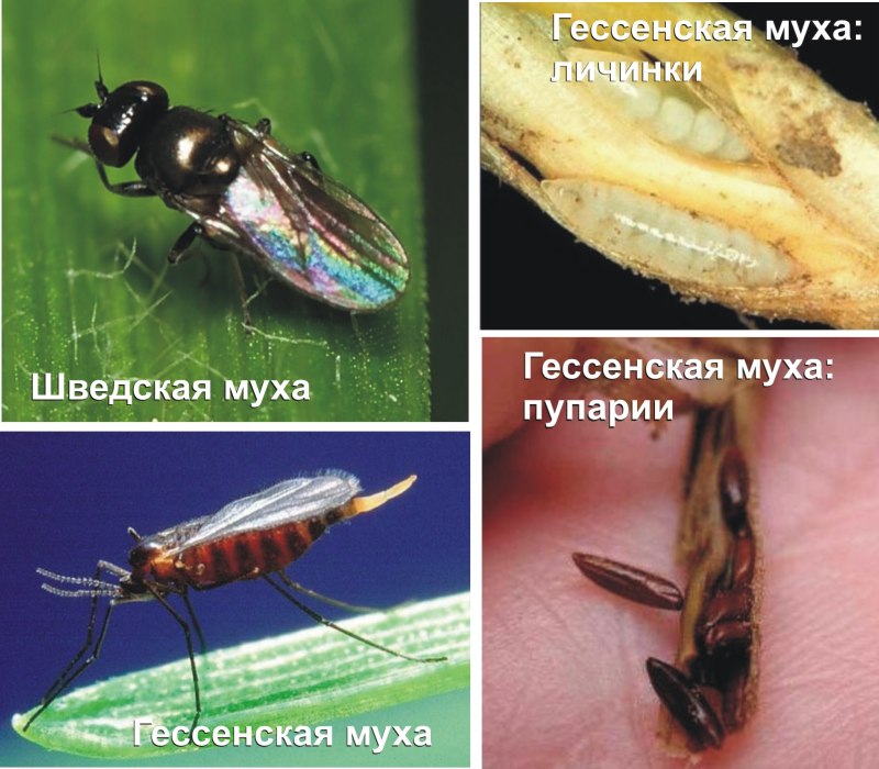 Гессенская Муха — Mayetiola Destructor
