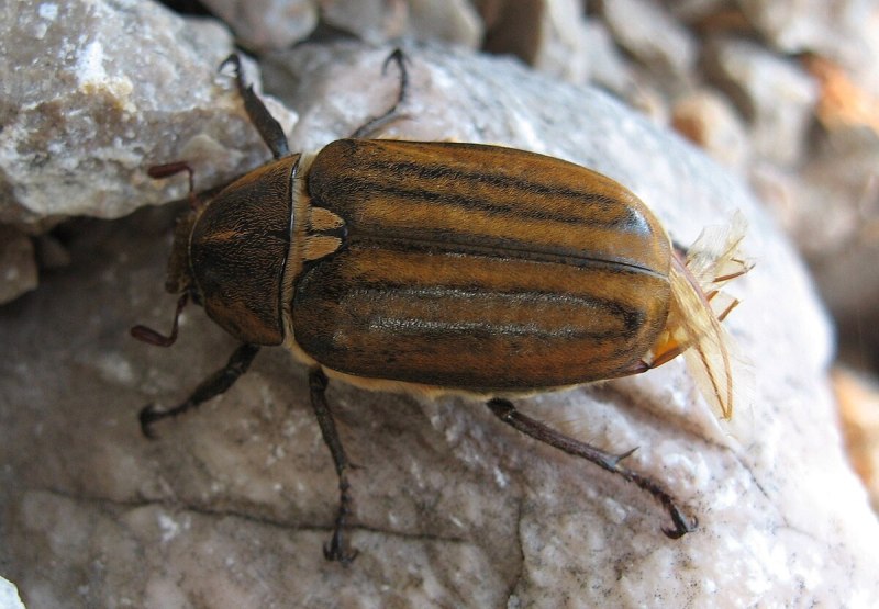 Anoxia orientalis