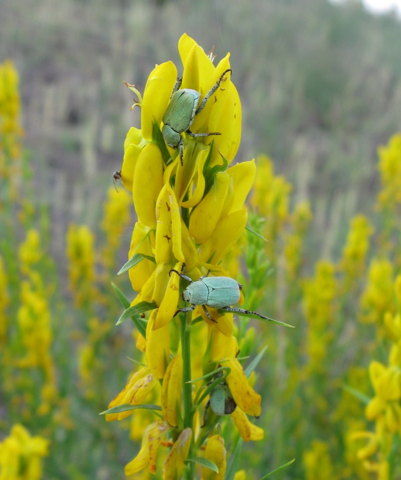Hoplia parvula