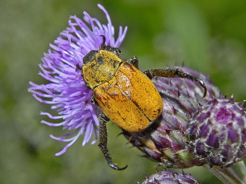 Hoplia puncticollis Gebler, 1832
