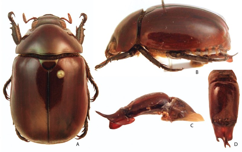 Coleoptera: Bruchidae спаривание