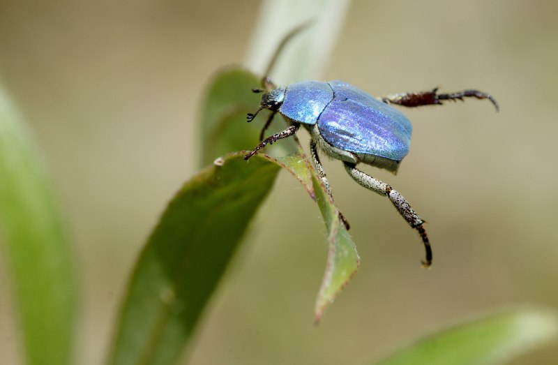 Hoplia coerulea
