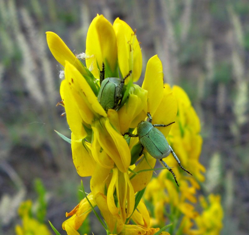 Hoplia parvula Krynicki 1832