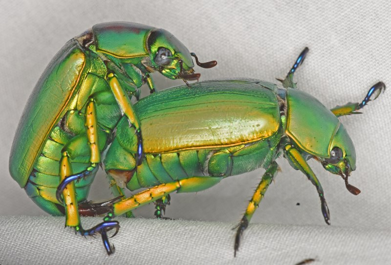 Пластинчатоусые жуки Chrysina