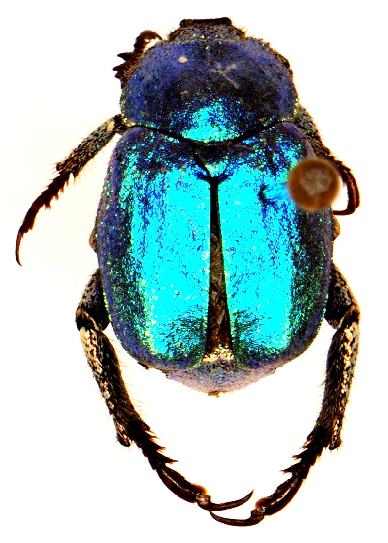 Hoplia coerulea жуки