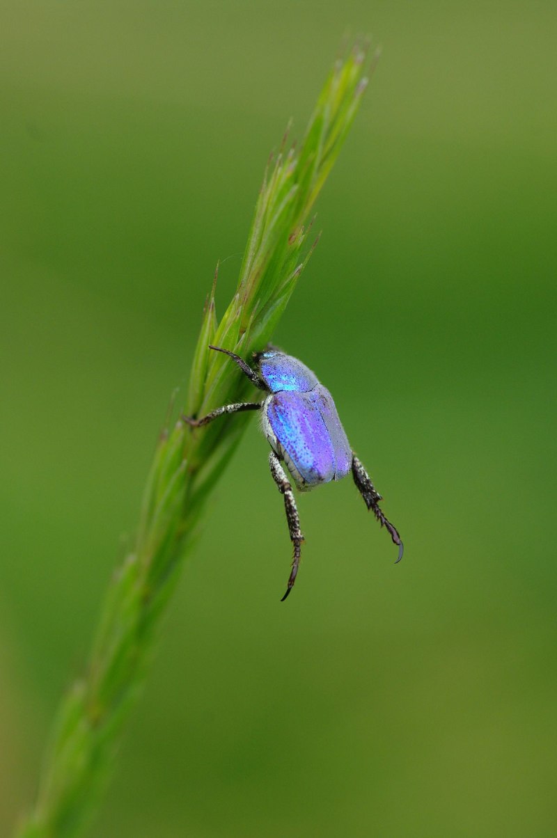 Hoplia coerulea жуки