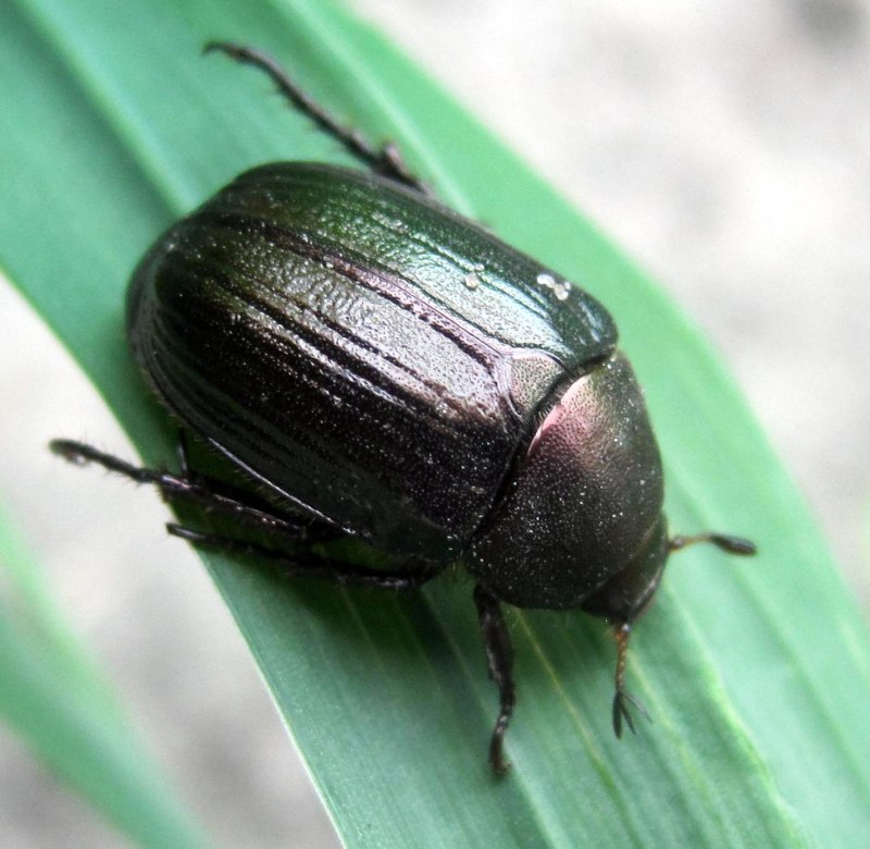 Хрущик Луговой anomala dubia