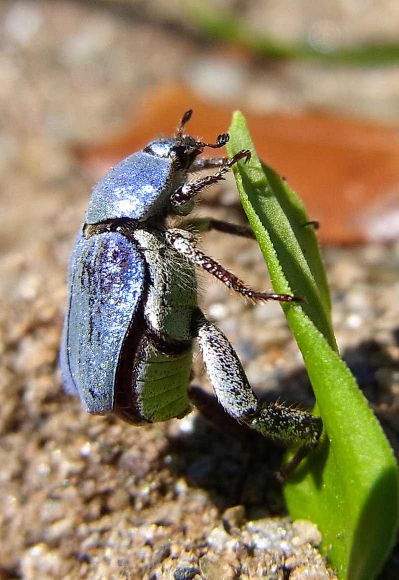 Hoplia coerulea
