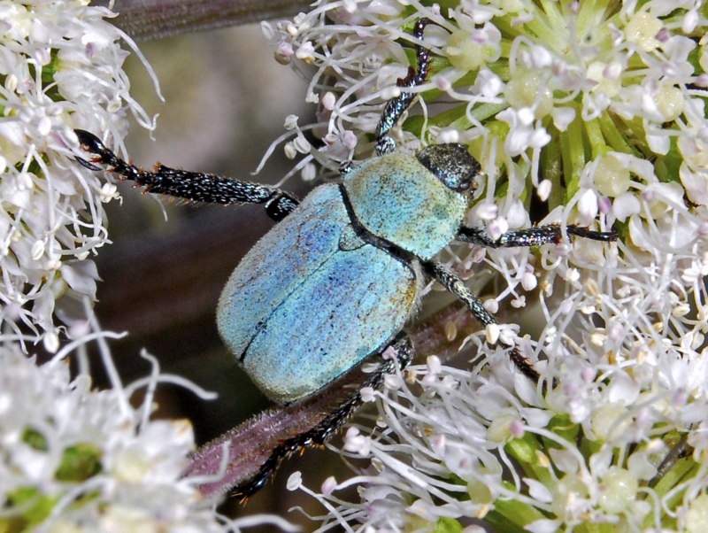 Hoplia coerulea