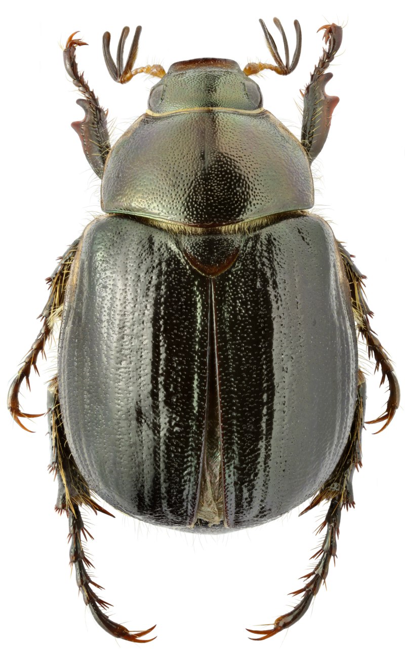 Пластинчатоусые Scarabaeidae