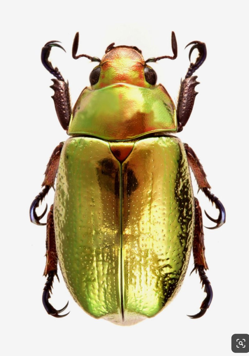 Жук Chrysina resplendens