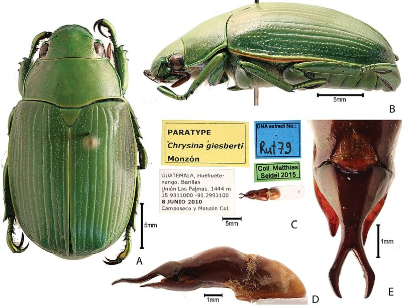 Coleoptera Тип личинки