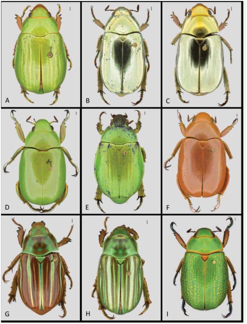 Жук Chrysina resplendens
