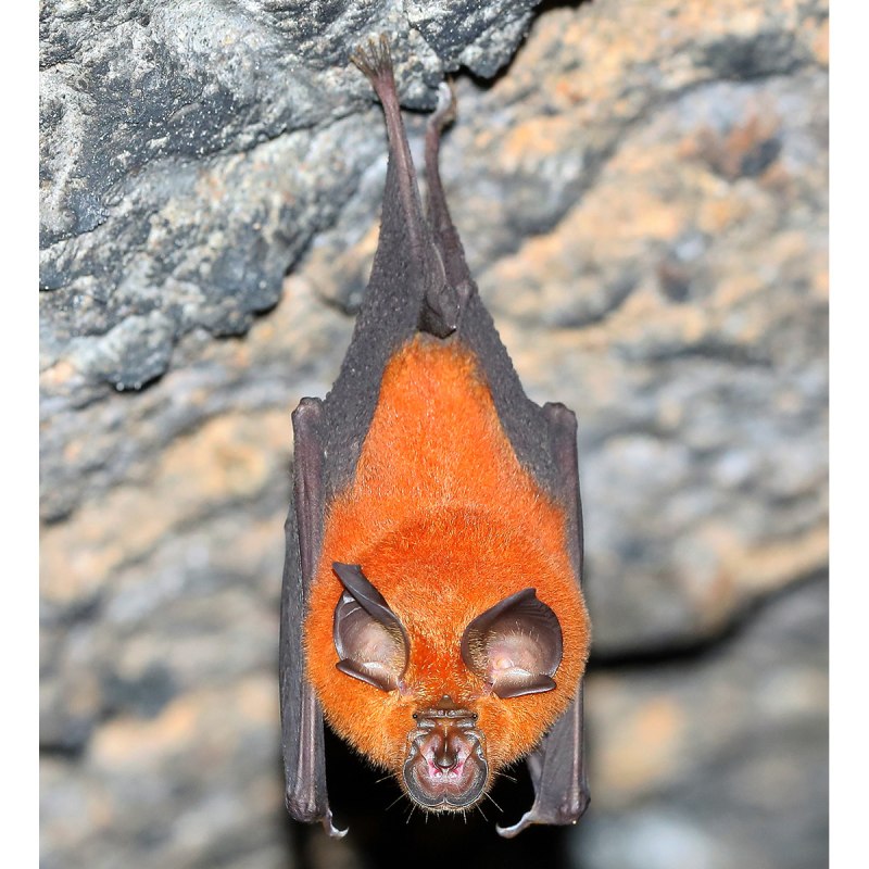 Подковонос Мегели (Rhinolophus mehelyi) Южный подковонос