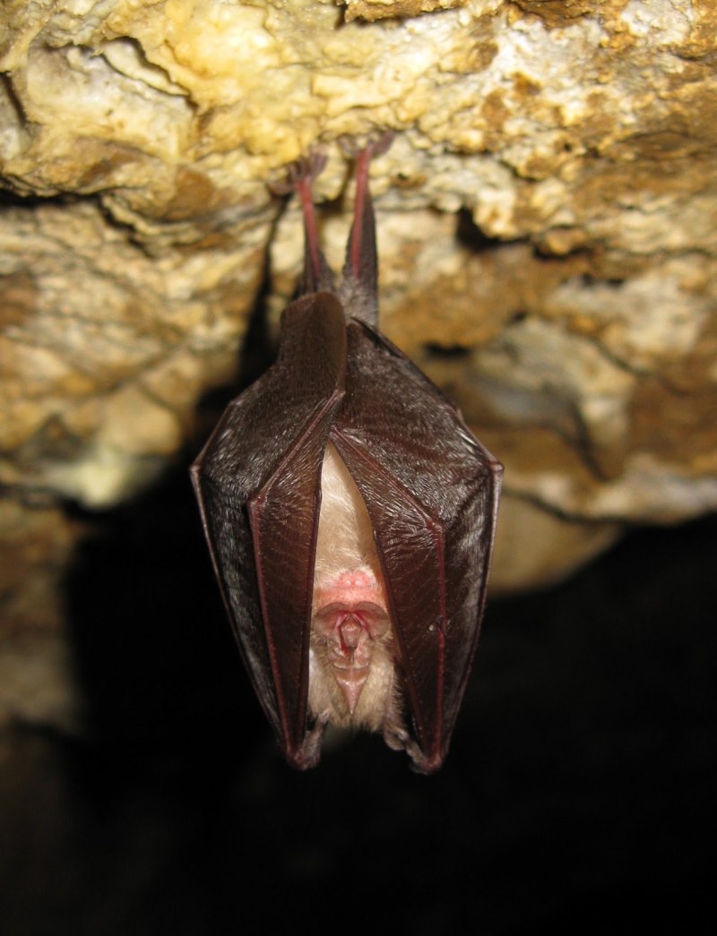 Rhinolophus hipposideros