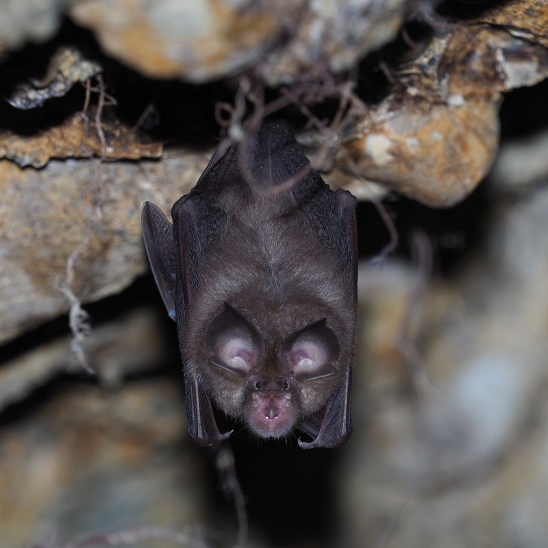 Rhinolophus hipposideros