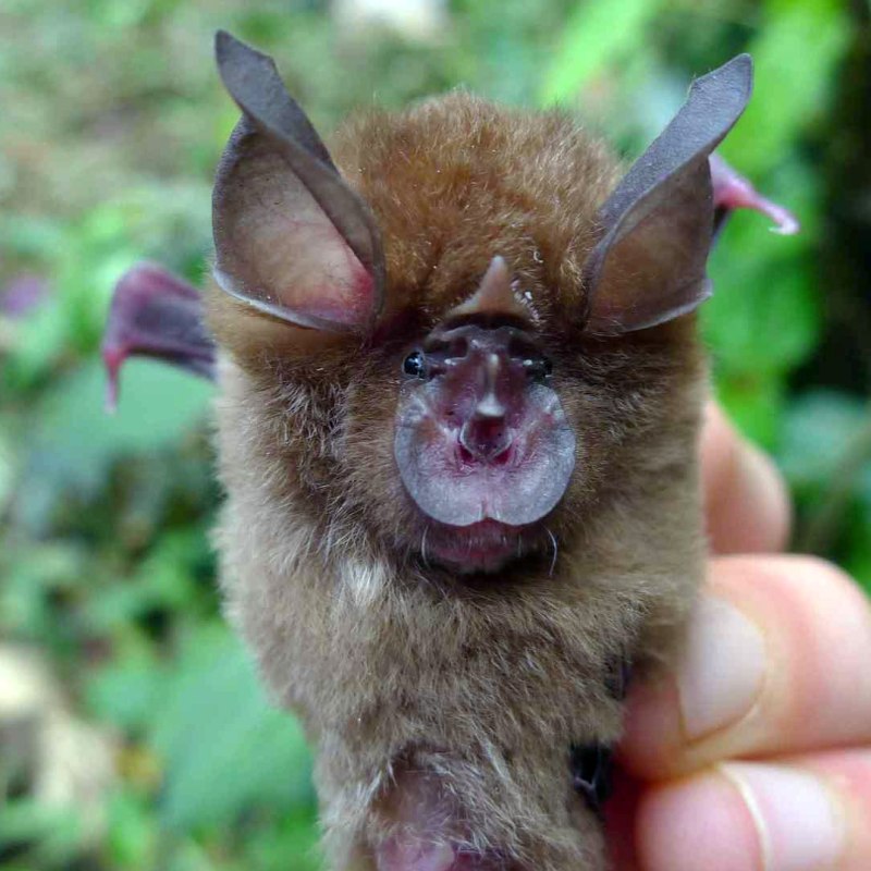 Подковоносы рода Rhinolophus