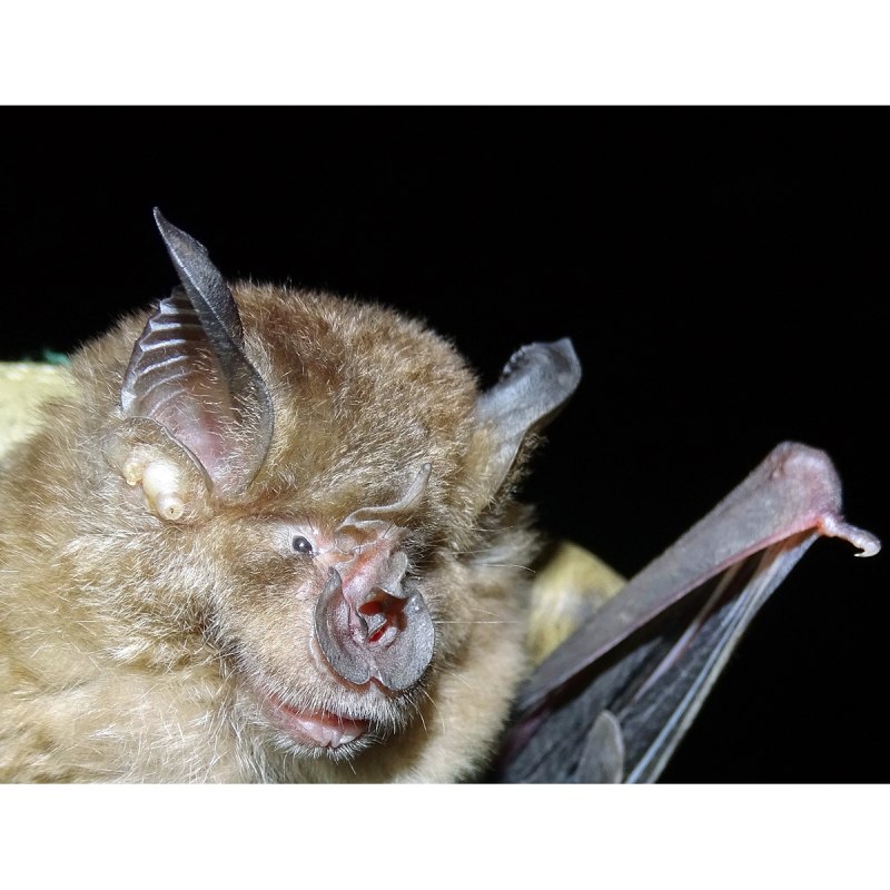 Rhinolophus ferrumequinum