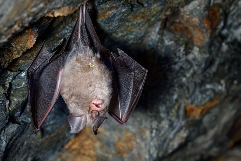 Where do α-covs in China's bats come from?
