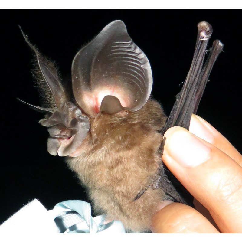Rhinolophus ferrumequinum
