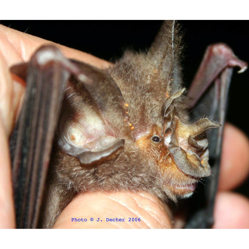 Подковоносы рода Rhinolophus