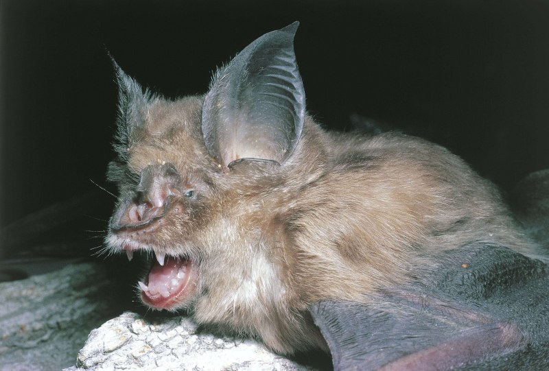 Rhinolophus ferrumequinum